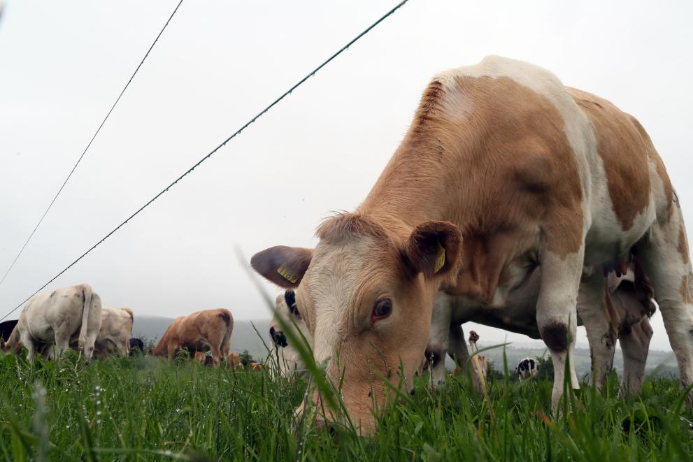 A farm involved in the 'BETTER Farm beef' Programme in Thomastown, Ireland
