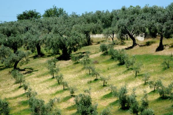 The production of olive oil