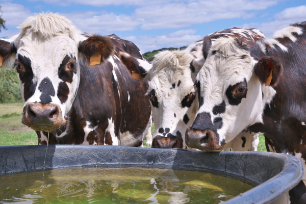 Trois vaches de Normandie s'abreuvent un jour d'été